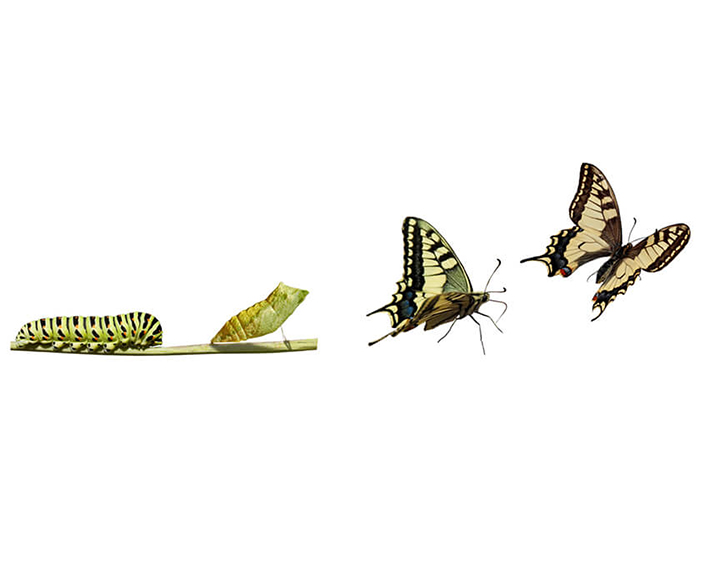 Transformation cycles of caterpillar to butterfly